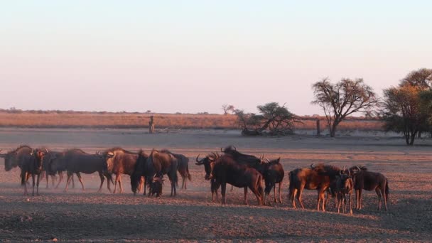 Verwarring Van Gnoes Verzamelen Schuine Gouden Avond Kalahari Licht — Stockvideo