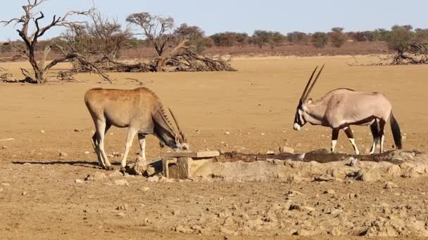 Gemsbok Eland Worden Bij Drinkplaats Benaderd Door Gevlekte Hyena — Stockvideo