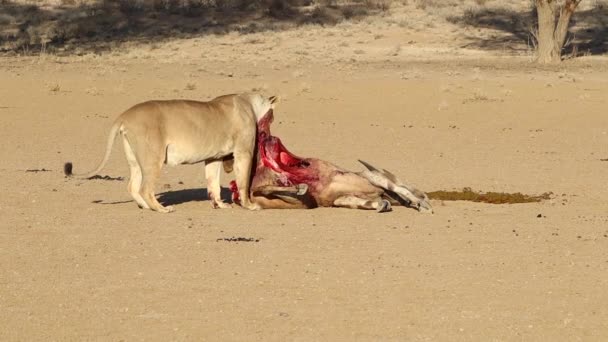 Кровавая Африка Лев Жует Недавно Убитую Эландию — стоковое видео