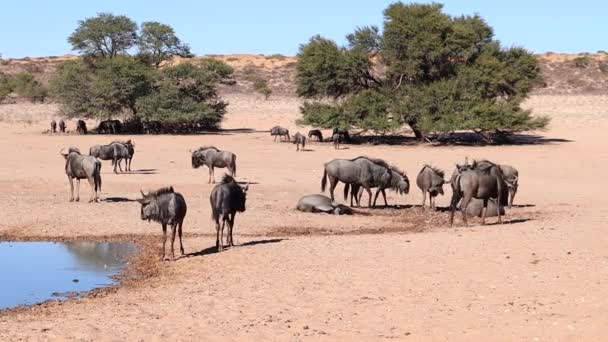 Wildebeest Rullar Den Våta Sandleran Vid Kalahari Vattenhål — Stockvideo
