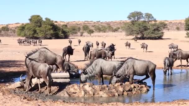 Zakłopotanie Wildebeest Zgromadził Się Człowiek Zrobił Pustynny Wodopoju — Wideo stockowe