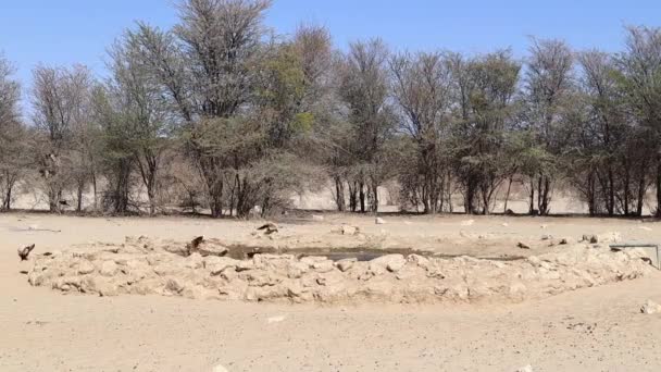 Svarta Backade Schakaler Jagar Namaqua Sand Grouse Fåglar Vid Damm — Stockvideo