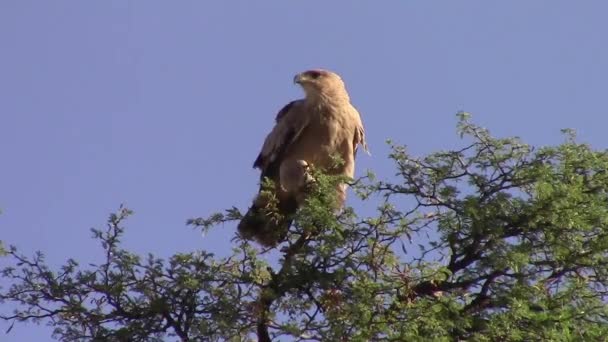 Tawny Eagle Bleke Morf Vocaliseert Afrikaanse Acaciaboom Close Schot — Stockvideo