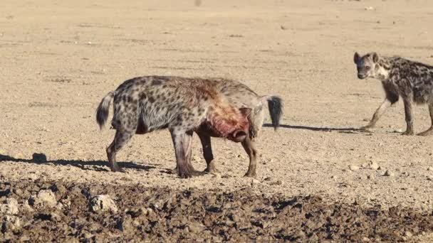 Dos Hienas Macho Manchadas Unen Desierto Kalahari — Vídeos de Stock