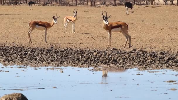 Springbock Antilope Und Strauße Wasserloch Der Kalahari — Stockvideo