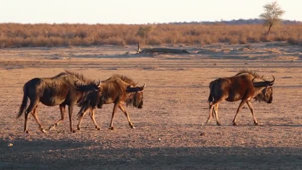 Förvirring Wildebeest Vandrar Genom Ramen Gyllene Kvällsljus — Stockvideo