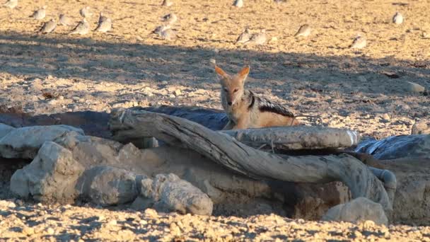 Alarm Black Backed Jackal Trinkt Aus Künstlichem Kalahari Wasserloch — Stockvideo