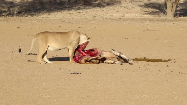 Gráfico Bloody África Lion Mastiga Eland Recentemente Morto — Vídeo de Stock