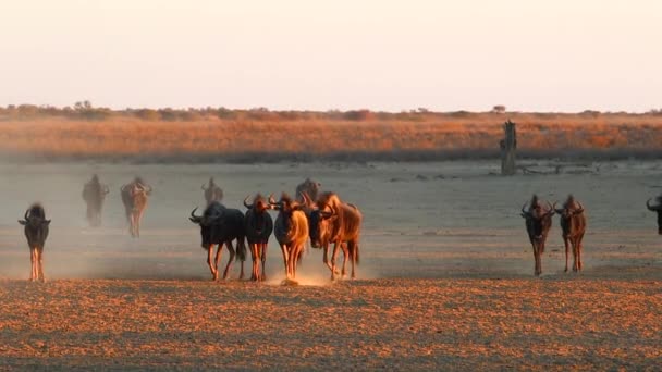 Προσεκτική Σύγχυση Των Wildebeest Βόλτα Στη Σκόνη Γωνία Χρυσό Φως — Αρχείο Βίντεο