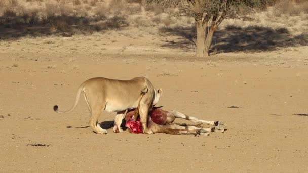 Grafika Bloody African Lion Nedávno Zabité Eland Antelope — Stock video