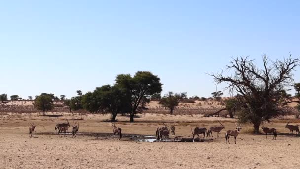 Bir Grup Gemsbok Oryx Kalahari Çölü Ndeki Birikintisinde Toplandı — Stok video