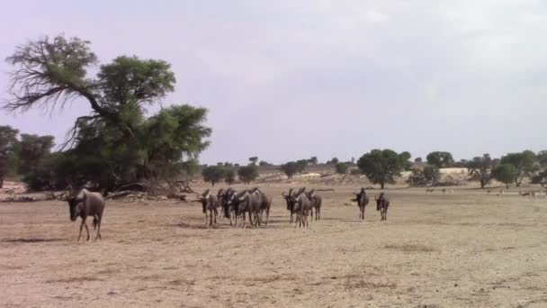 Confusion Gnous Marche Travers Cadre Dans Sable Désert Kalahari — Video