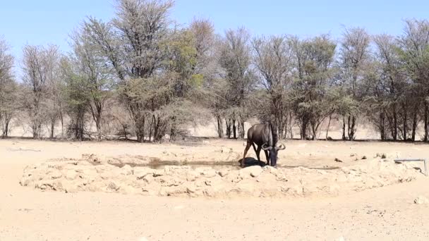 一人のワイルドビーストがカラハリの水飲み場を作った — ストック動画