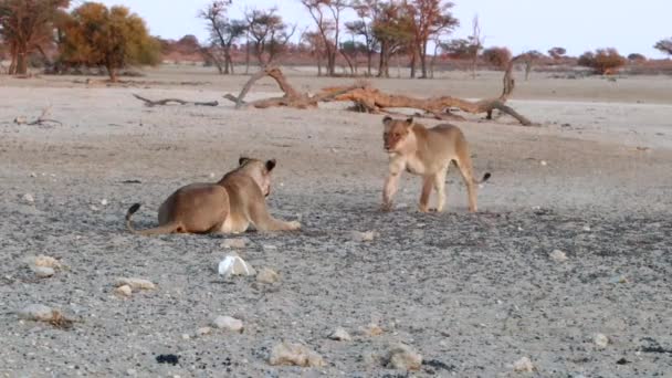 Ung Afrikansk Lejon Hoppar Annan Leken Kalahari Öknen — Stockvideo