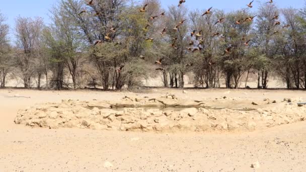 Chacal Respaldado Negro Ataca Namaqua Sand Grouse Cuando Bebe — Vídeos de Stock