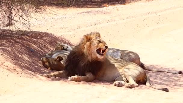 Gäspning Och Skråma För Detta Manliga Afrikanska Lejon Som Ligger — Stockvideo