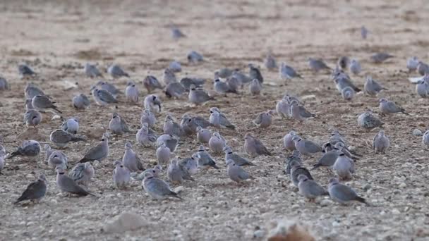 Cape Turtle Kumruları Ndan Bevy Kalahari Çölü Nde Kendilerini Tımar — Stok video