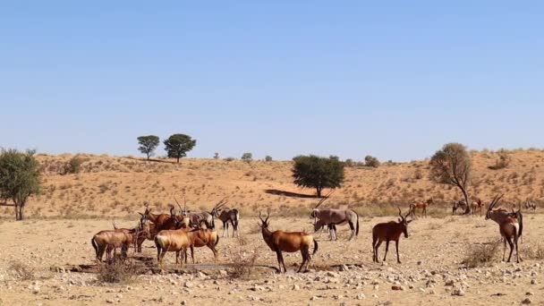 Gemsbok Oryx Red Hartebeest Egy Kalahári Itatóban Délben — Stock videók