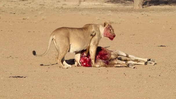 Graphic Bloody African Lion Looks Recently Killed Eland — Stock Video