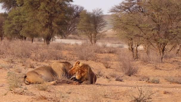 Två Manliga Afrikanska Lejon Brudgummen Varandra Kärleksfullt Kalahari — Stockvideo