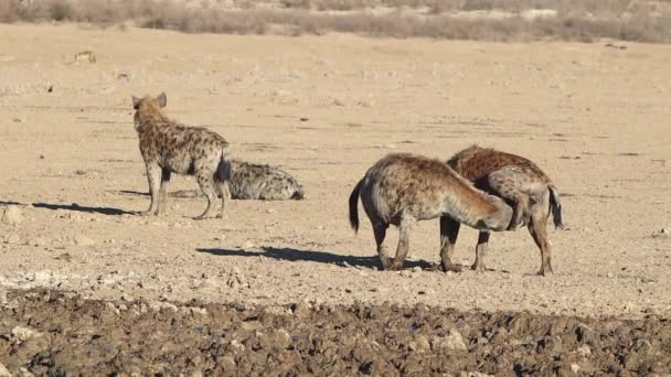 在卡拉哈里沙漠 两个雄性斑点鬣狗彼此联系在一起 — 图库视频影像