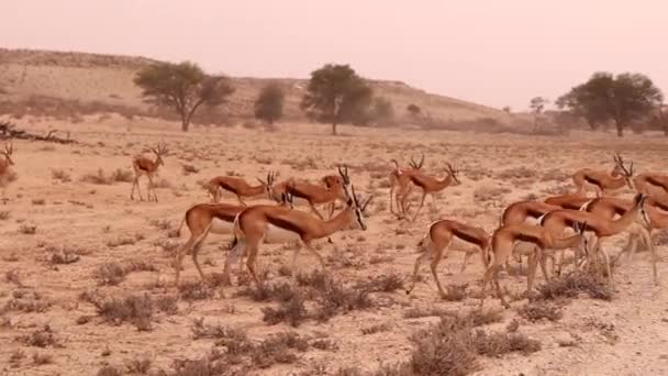 Harém Antílope Springbok Atravessa Uma Estrada Deserto Kalahari — Vídeo de Stock