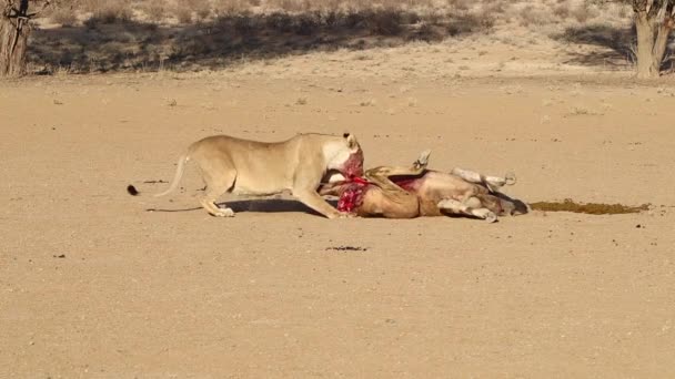 Graphic Bloody African Lion Tears Apart Recently Killed Eland — Stock video