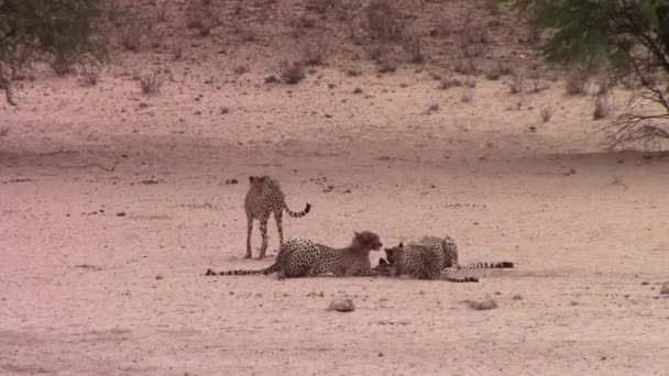 Koalitionen Afrikanska Cheetahs Livnär Sig Nyligen Dödade Kalahari Byten — Stockvideo