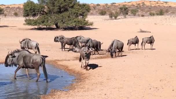 Confusão Gnus Reúnem Buraco Rega Deserto Kalahari — Vídeo de Stock