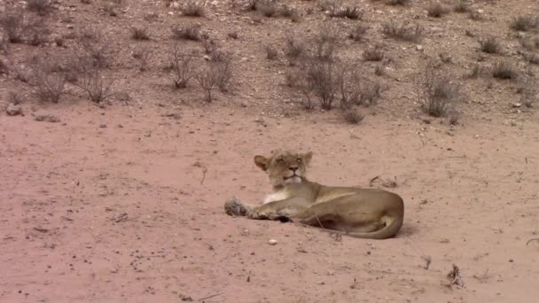 懒洋洋的非洲狮子座在温暖的卡拉哈里沙漠中平静地放松下来 — 图库视频影像