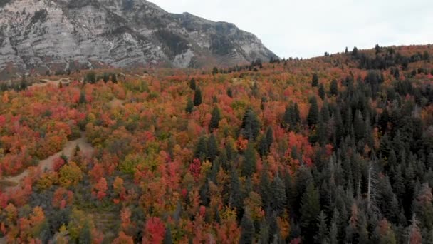 Recorrido Aéreo Sobre Los Colores Otoño Cerca Squaw Peak Utah — Vídeos de Stock