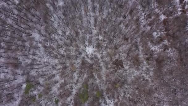 Filmagem Aérea Sobre Florestas Nevadas Inverno Câmera Drone Olha Para — Vídeo de Stock