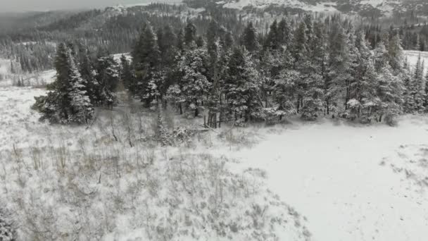 Vista Aérea Panorámica Racimo Nevado Pinos Distrito Cassia Idaho Del — Vídeo de stock