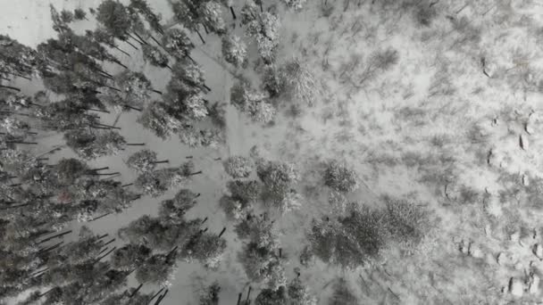 Vista Aérea Arriba Hacia Abajo Sobre Los Pinos Nevados Distrito — Vídeo de stock