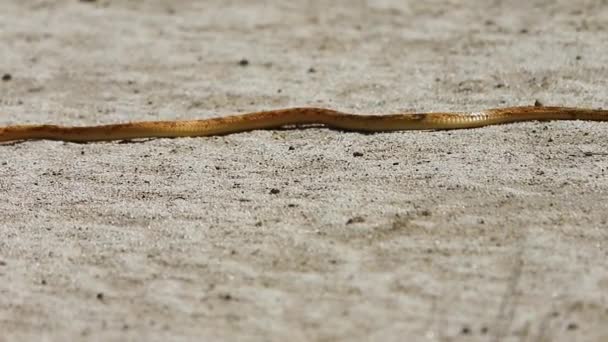 一条金色的眼镜蛇滑过温暖的卡拉哈里沙漠 — 图库视频影像