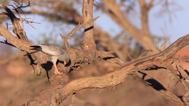 Χλωμή Ψαλμωδία Goshawk Σκαρφαλωμένη Στεγνό Κλαδί Τρώει Lizzard Στο Kalahari — Αρχείο Βίντεο