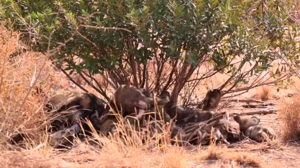 かわいいアフリカの野生の犬のペア6空腹 日陰で子犬を養う — ストック動画