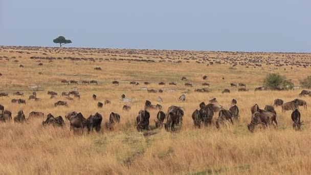 Masivní Stáda Zebry Pakoňů Potulují Masai Mara Savanna — Stock video