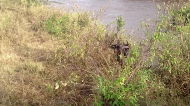 Wildebeest Beklimmen Steile Rivier Helling Kruising Modderige Keniaanse Rivier — Stockvideo