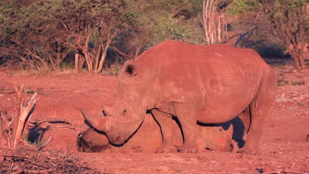 Rinoceronte Branco Coberto Guardas Poeira Amigo Dormindo Pôr Sol Dourado — Vídeo de Stock