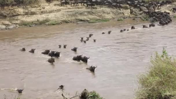 Μεγάλη Σύγχυση Του Wildebeest Ξεκινήσει Λασπώδης Διάβαση Του Ποταμού Στην — Αρχείο Βίντεο