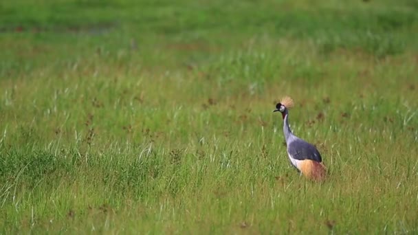 Colorida Grúa Coronada Encuentra Exuberante Hierba Verde Amboseli Savanna — Vídeo de stock