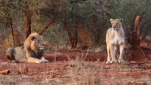 Lugn Scen Med Två Afrikanska Lejon Som Kopplar Gyllene Kvällsljus — Stockvideo
