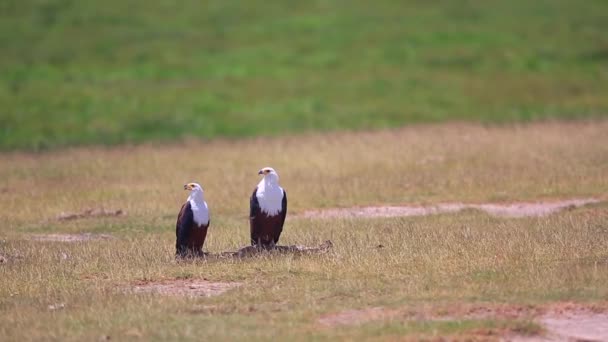 Dos Águilas Peces Africanos Desguazan Cadáver Amboseli Kenia — Vídeo de stock