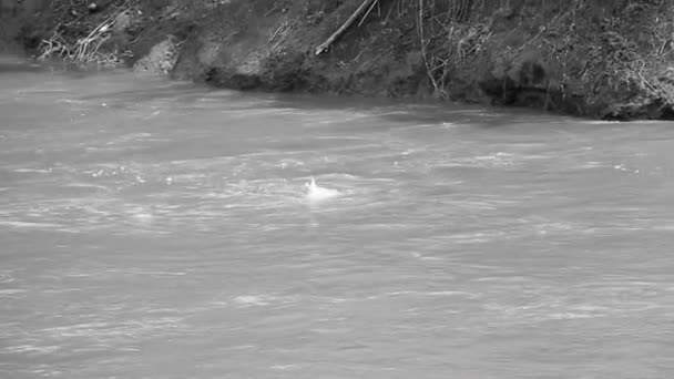 川を渡る際にクロックによって溺死した野生の子牛 — ストック動画