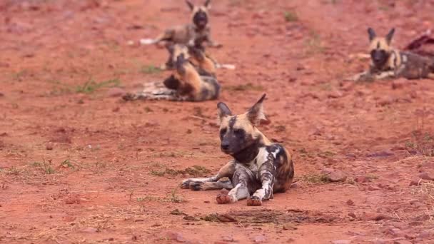 注意してくださいアフリカの野生の犬は マディクウェの赤い砂の中で満足そうに尾をフリック — ストック動画