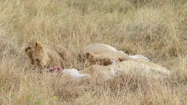 Niedliche Afrikanische Löwen Entspannen Sich Und Rollen Nach Dem Großen — Stockvideo