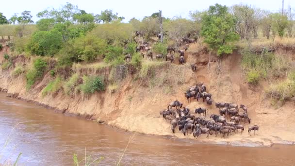 野生の群れが泥だらけのマラ川を渡るために集まるように混乱 ケニア — ストック動画