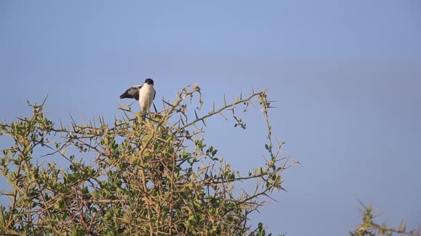 Common Fiscal Shrike Ανοίγει Χαρά Φτερά Της Στην Κορυφή Δέντρου — Αρχείο Βίντεο