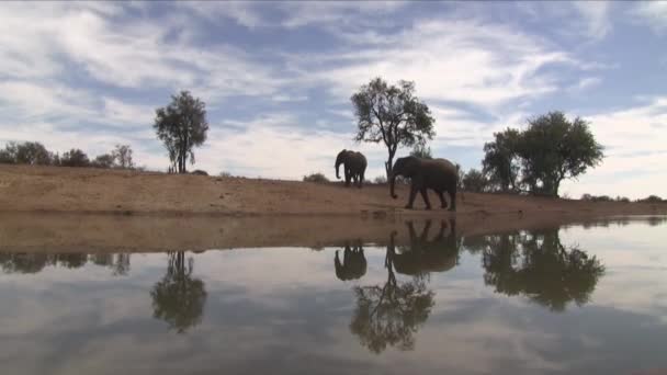 Vista Basso Angolo Elefanti Cielo Riflesso Nel Loro Buco Irrigazione — Video Stock
